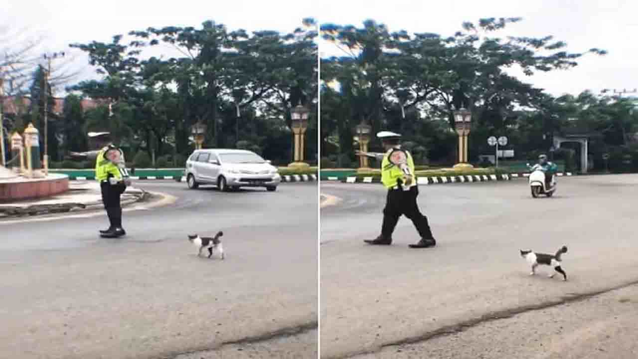 Viral Video: বিড়ালকে রাস্তা পার করিয়ে নেটিজেনদের মন জয় করল ট্রাফিক পুলিশ! Viral Video: বিড়ালকে রাস্তা পার করিয়ে নেটিজেনদের মন জয় করল ট্রাফিক পুলিশ!