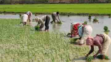 WMID Cultivation: সহায়ক মূল্য ধান বিক্রি করতে গিয়ে হয়রানির শিকার চাষিরা