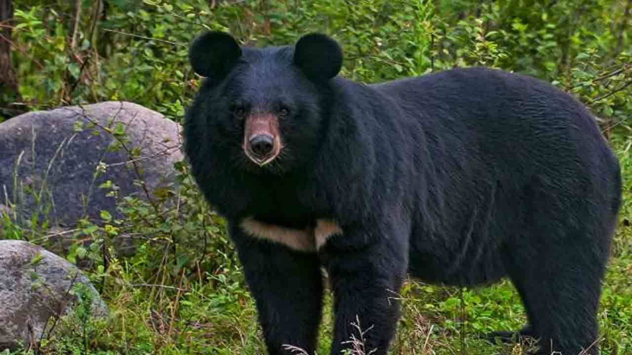 Jalpaiguri Bear Panic: সোশাল মিডিয়ায় ভুয়ো ভালুক-আতঙ্ক ছড়ানো! থানায় অভিযোগ দায়ের বনদফতরের