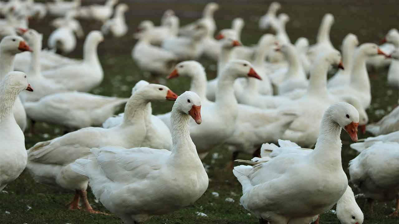 Bird Flu in Maharashtra: ফের ছড়াচ্ছে বার্ড ফ্লুয়ের আতঙ্ক, থানেয় মারা পড়বে ২৫ হাজার পাখি!