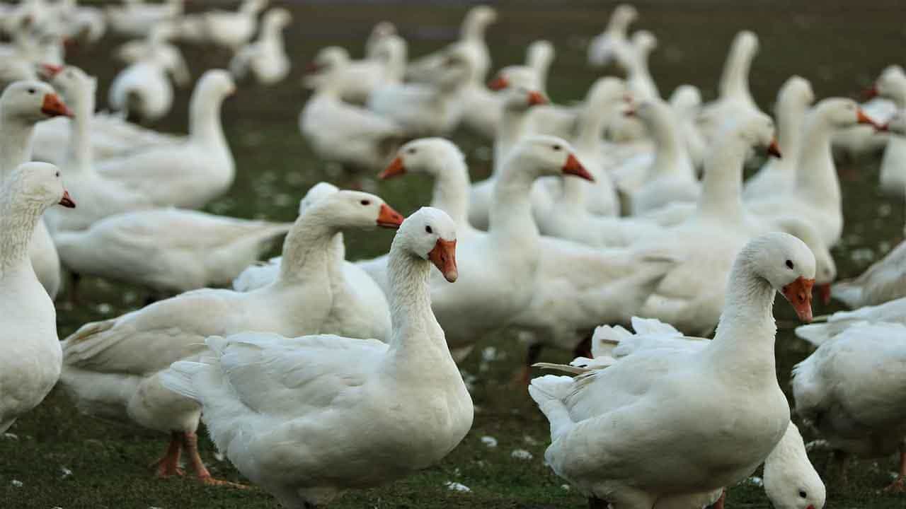 Bird Flu in Maharashtra: ফের ছড়াচ্ছে বার্ড ফ্লুয়ের আতঙ্ক, থানেয় মারা পড়বে ২৫ হাজার পাখি! Bird Flu in Maharashtra: ফের ছড়াচ্ছে বার্ড ফ্লুয়ের আতঙ্ক, থানেয় মারা পড়বে ২৫ হাজার পাখি!