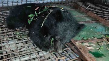 Jalpaiguri Bear Panic: লোকালয়ে হাজির হিমালয়ান ব্ল্যাক বিয়ার, ফের ভালুক-আতঙ্ক উত্তরে