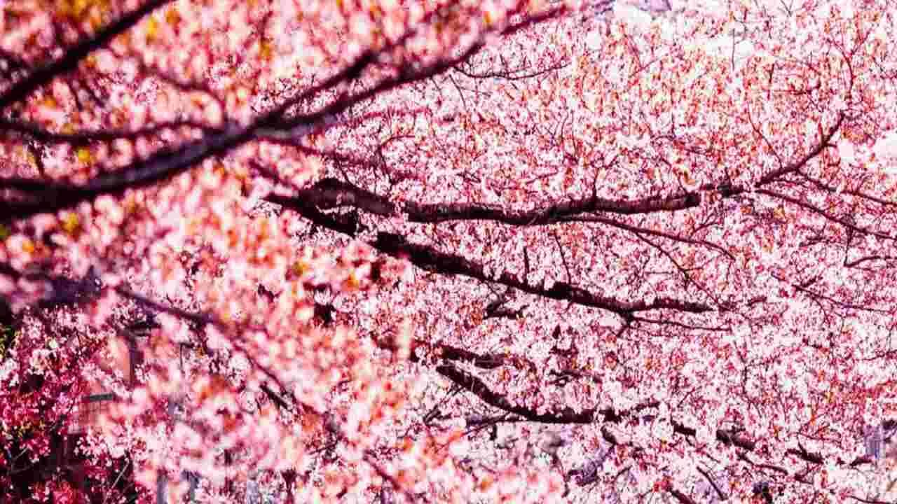 Japanese Cherry Blossoms জাপানি মেয়েদের সৌন্দর্যের রহস্য লুকিয়ে এই