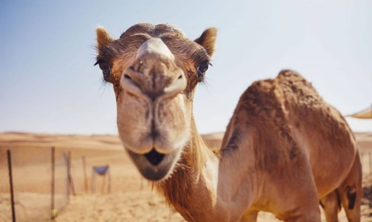 Abu Dhabi: এই দেশে সৌন্দর্য প্রতিযোগিতায় নাম লেখায় উটেরাও! রইল ৫টি অজানা তথ্য