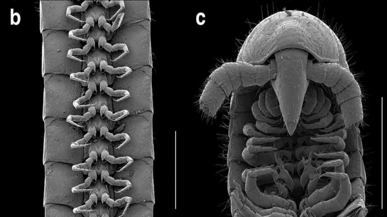 Animals With 1306 Legs: ১৩০৬টি পা! অদ্ভুত এক প্রাণীর হদিশ পাওয়া গিয়েছে সুদূর অস্ট্রেলয়ার খনিতে