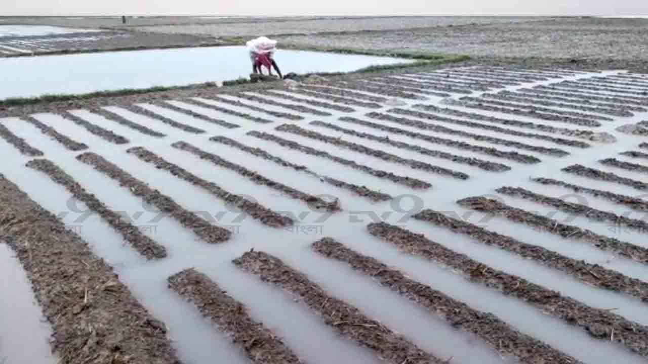 Potato Farming: আলুর বীজ পচেছে মাঠেই! এগিয়ে আসুক সরকার, দাবি আরামবাগের আলু চাষিদের