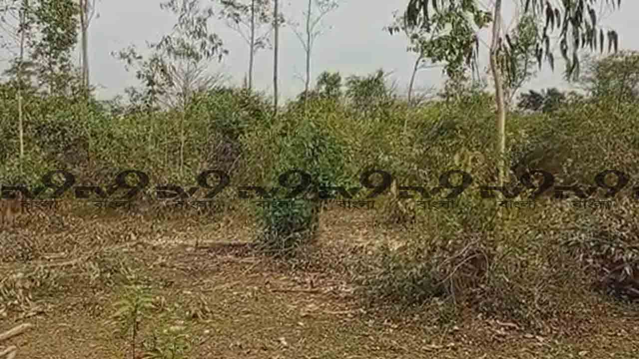 Medinipur: টেন্ডার ছাড়াই গাছ কাটার অভিযোগ, নাম জড়াল তৃণমূলের ব্লক সভাপতির দাদার