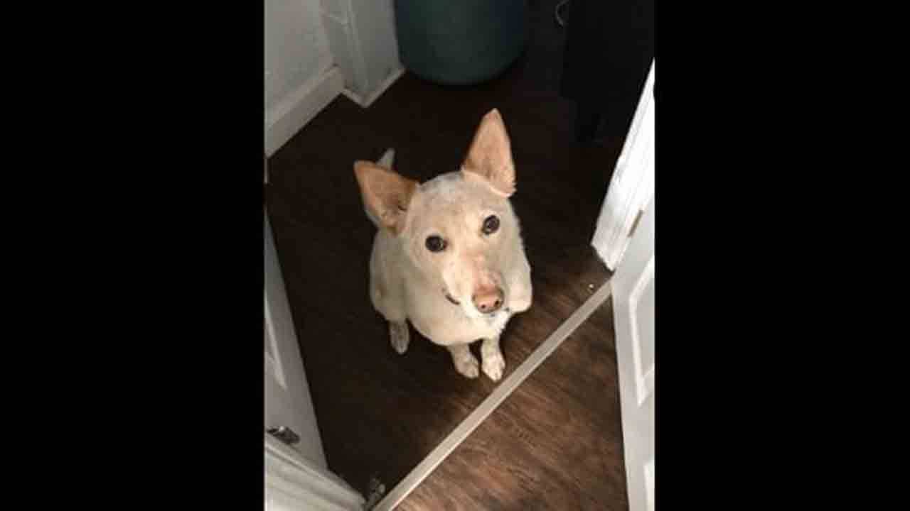 Viral Video: বেড়াতে যাওয়ার ইচ্ছে পোষ্য সারমেয়র মনে, ইশারাতেই আবদার করল সে, দেখুন ভিডিয়ো