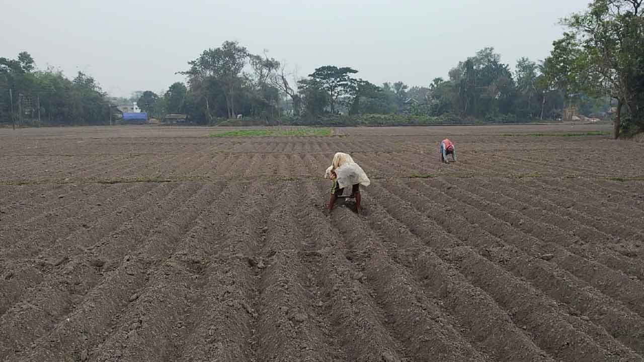 Arambag Potato Cultivation: কাঁটা পশ্চিমী ঝঞ্ঝা! ফের বৃষ্টিতে আলু চাষিদের মাথায় হাত