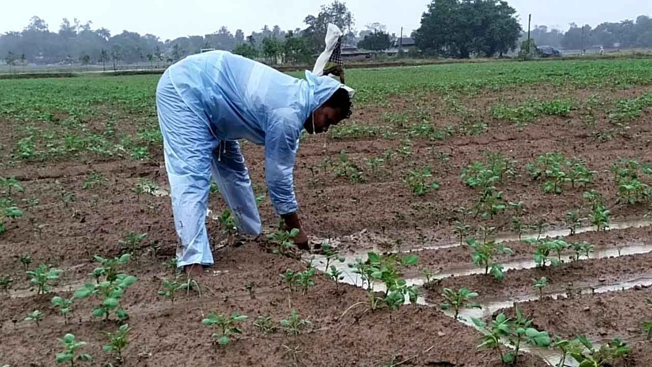 Paschim Medinipur Farmers: বিঘার পর বিঘা জমিতে জল, 'জাওয়াদ' নিঃস্ব করল কয়েক হাজার আলু চাষিকে