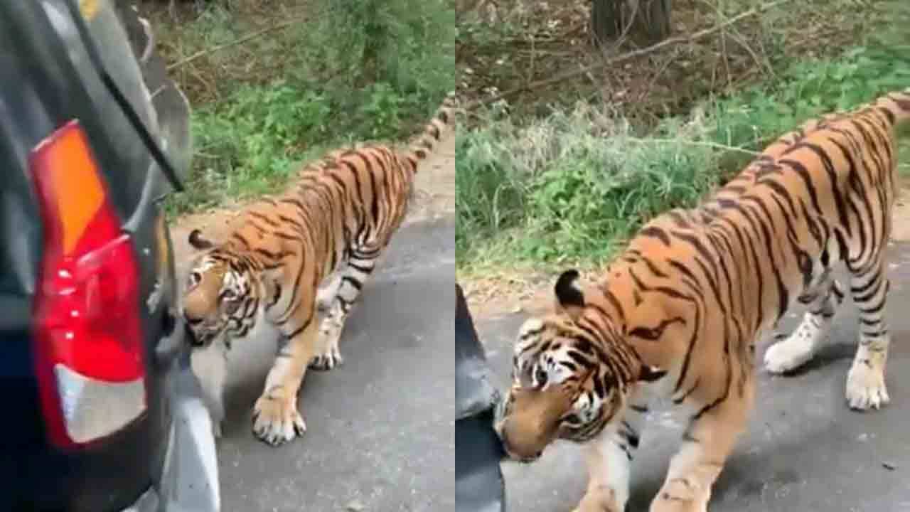 Viral Video: পর্যটক বোঝাই গাড়ি কামড়ে পিছনে টেনে আনছে বাঘ! ভিডিয়ো দেখে কী বললেন শিল্পপতি আনন্দ মহিন্দ্রা?