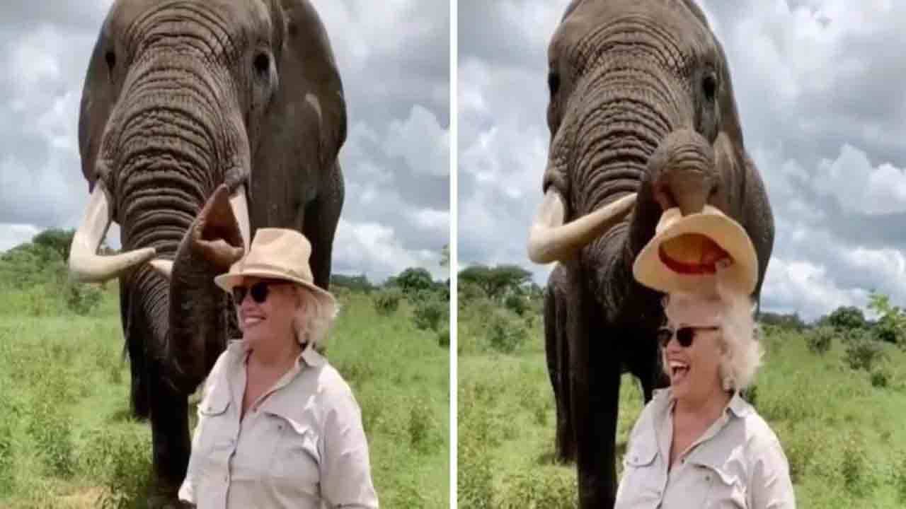 Viral Video: পর্যটকের মাথার টুপি খুলে নিল হাতি! অনুরোধে দিল ফিরিয়েও, মজার ভিডিয়ো দেখেও ক্ষুব্ধ নেটিজ়েনরা