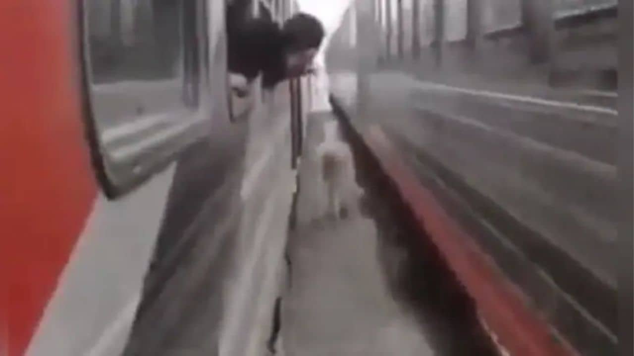 Viral Video: দুটি ট্রেনের মাঝে পাল্লা দিয়ে ছুটে চলেছে এই ঘোড়া, ভিডিয়োতে দেখুন কী হল তার পরিণতি...