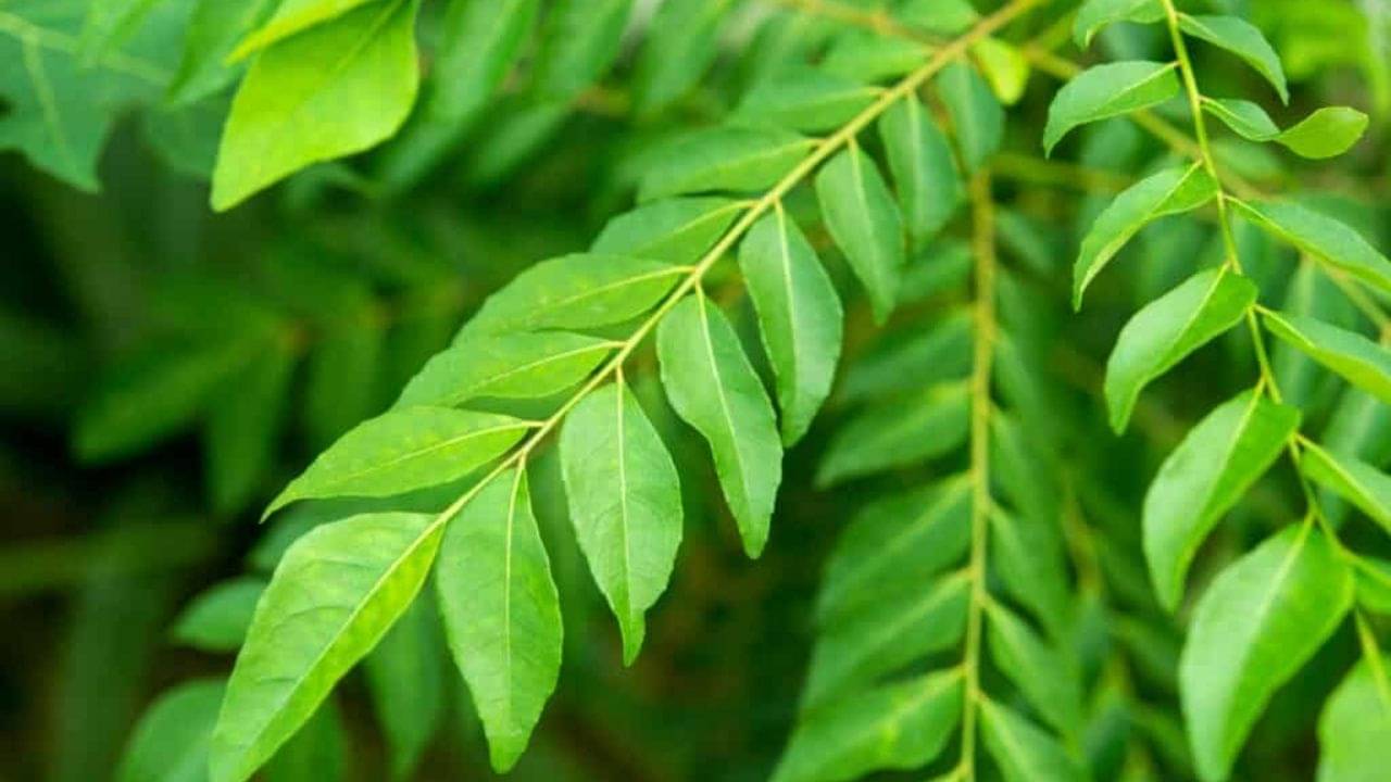 Curry Leaves Health Benefits: শুধু রান্নার কাজেই নয়, একাধিক রোগ সারাতে ব্যবহার করা হয় এই ভেষজের...