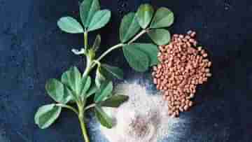 Fenugreek Superfood: স্বাস্থ্য, চুল, ত্বক সব কিছুর যাবতীয় সমস্যা সমাধানে মেথি বীজের জুড়ি মেলা ভার, সবিস্তারে জেনে নিন...