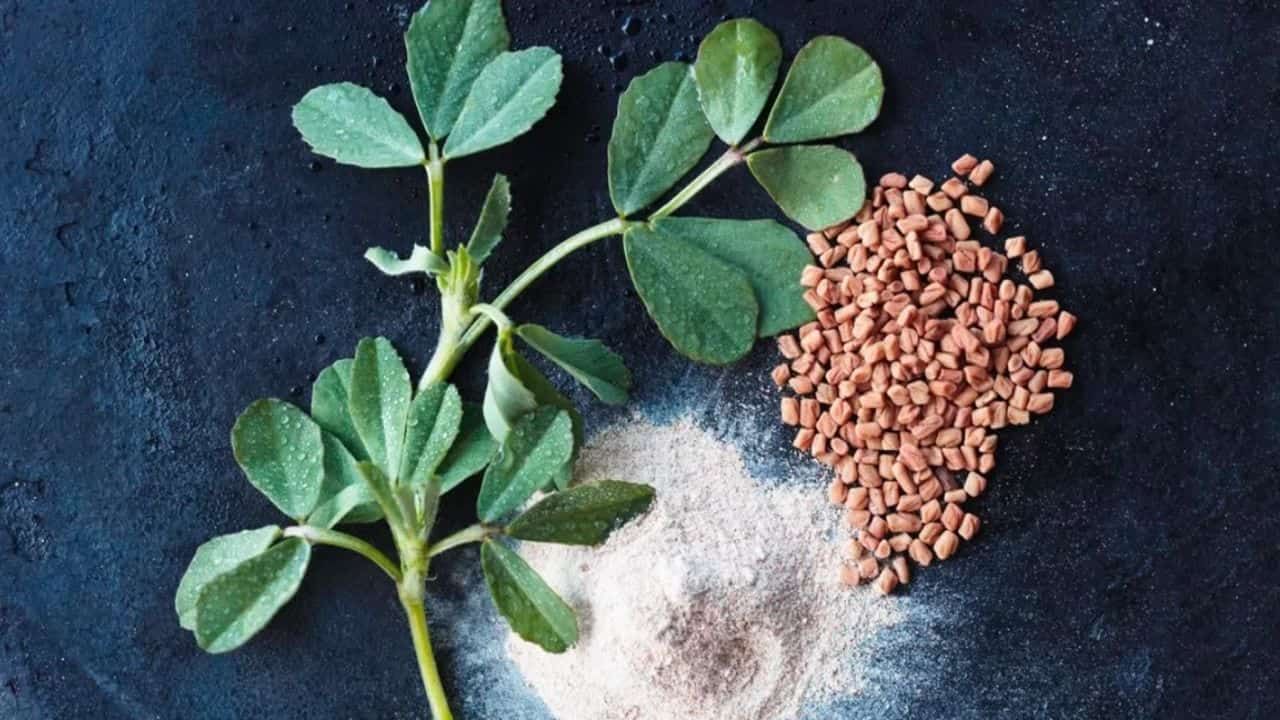 Fenugreek Superfood: স্বাস্থ্য, চুল, ত্বক সব কিছুর যাবতীয় সমস্যা সমাধানে মেথি বীজের জুড়ি মেলা ভার, সবিস্তারে জেনে নিন...