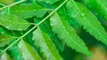 Neem Leaves: করোনাকালে স্বাস্থ্যকর পানীয় খেতে চাইলে এই বিশেষ পাতার ব্যবহার করে দেখুন, ওজনও কমবে তাড়াতাড়ি...