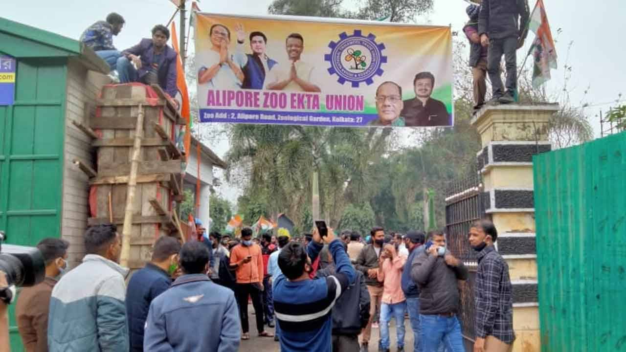 Alipur Zoo: ইউনিয়ন রুমে বিজেপির পতাকা খুলে দলীয় পতাকা লাগাল তৃণমূল, আলিপুর চিড়িয়াখানায় তুমুল উত্তেজনা