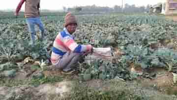 Chandrakona Farmers: ব্রোকোলি, রেড ক্যাবেজ, টমেটো, ফুলকপি-বিকল্প চাষে লাভের মুখ দেখছেন চন্দ্রকোণার চাষিরা