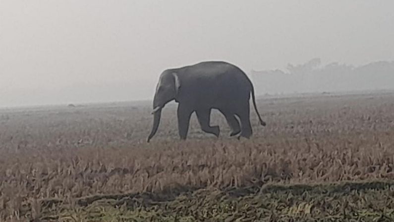 শুক্রবার সকাল থেকেই এলাকা দাপিয়ে বেড়াল এই  দলছুট হাতিটি। ঘটনাকে ঘিরে তীব্র উত্তেজনা এলাকাজুড়ে।