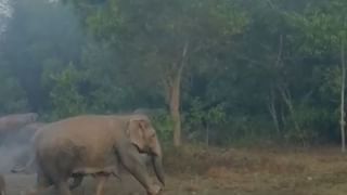 Elecphant Rescue: পাঁকে পড়ল ছোট্ট হাতি! কুয়ো থেকে উদ্ধারে কালঘাম ছুটল বনকর্মীদের