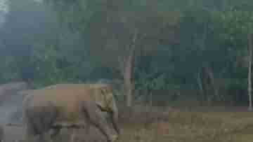 Elephant Attack: দিনের বেলাতেই হাতির আতঙ্ক, রাতে কী হবে? ভেবে কুল পাচ্ছে না ঝাড়গ্রামবাসী