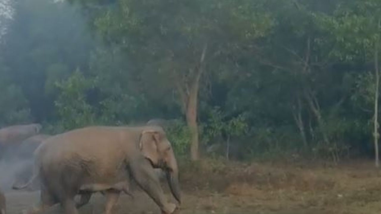 Elephant Attack: দিনের বেলাতেই হাতির আতঙ্ক, রাতে কী হবে? ভেবে কুল পাচ্ছে না ঝাড়গ্রামবাসী