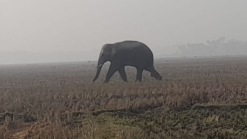 সুত্রের খবর, হাতিটি এখনও সেভাবে বড়সড় ক্ষয়ক্ষতি ঘটায়নি। তবে তার গতিবিধির উপর নজর রেখে হাতিটিকে রাতে আবারো জঙ্গলে ছেড়ে দেওয়া যায় কিনা তা খতিয়ে দেখছে বনদফরের কর্মীরা। এলাকায় বহু মানুষ জন রয়েছেন। তবে ভয়েই কেউই তার ধারে কাছে ঘেঁষতে পারেননি। 