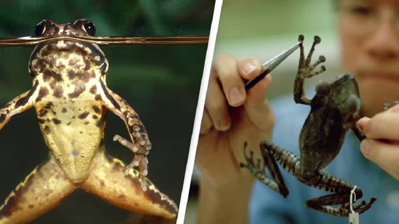 Frog's Lost Leg Regrown: ব্যাঙের বাদ যাওয়া পায়ের 'পুনর্জন্ম' দিলেন বিজ্ঞানীরা, এবার মানুষের পালা!