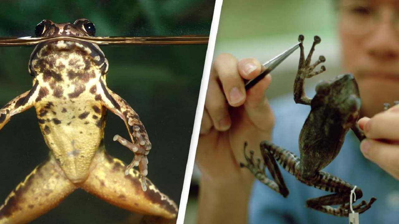 Frogs Lost Leg Regrown: ব্যাঙের বাদ যাওয়া পায়ের পুনর্জন্ম দিলেন বিজ্ঞানীরা, এবার মানুষের পালা!