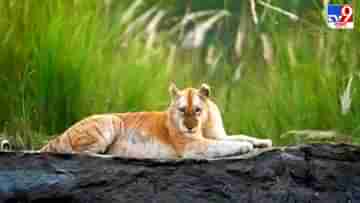 Tiger in Kaziranga forest: ৮ বছর পরে কাজিরাঙার জঙ্গলে দেখা দিল সোনালী ডোরাকাটা