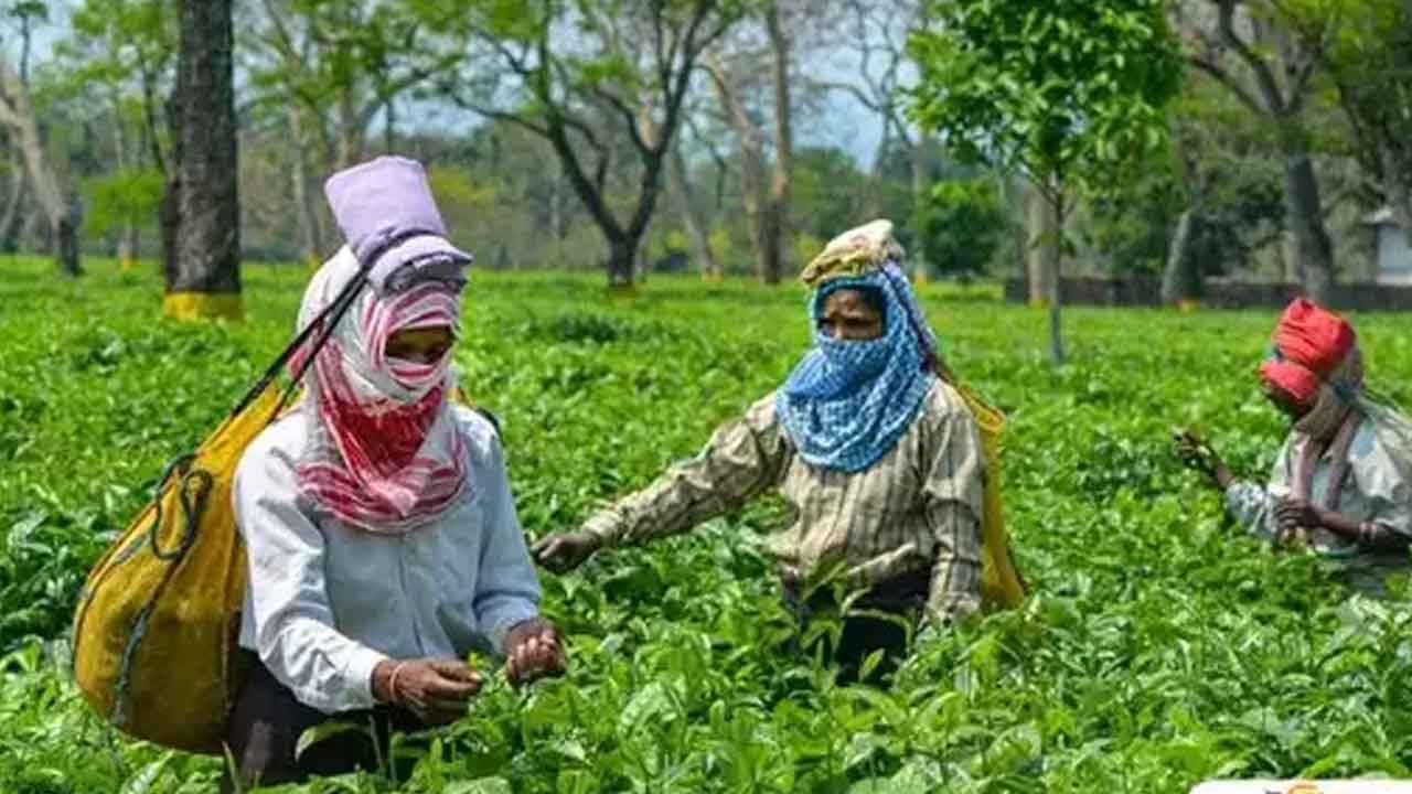Jalpaiguri Tea Garden Worker's Welfare: চা শ্রমিকদের উন্নয়নে কেন্দ্রীয় বরাদ্দ কোন কোন খাতে খরচ? বণিকদের দাবি নবান্নকে জানাবেন জেলাশাসক