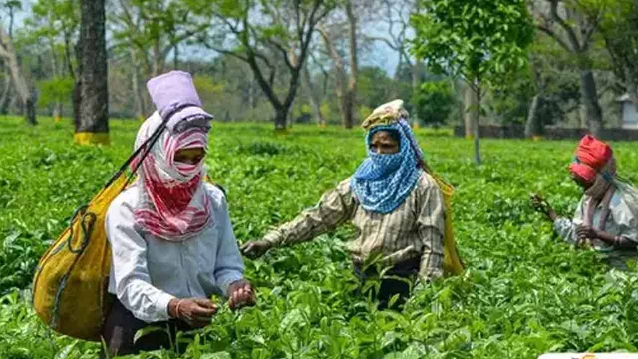 Tea Price decrease: রাশিয়া-ইউক্রেন যুদ্ধের প্রভাব, ভারতে কমতে পারে চায়ের দাম