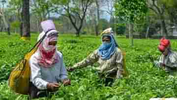 Jalpaiguri Tea Garden Workers Welfare: চা শ্রমিকদের উন্নয়নে কেন্দ্রীয় বরাদ্দ কোন কোন খাতে খরচ? বণিকদের দাবি নবান্নকে জানাবেন জেলাশাসক