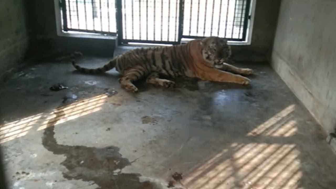 Sundarbans Tiger: দিব্যি খোশমেজাজে রয়েছে, চেটে পুটে সাফ করেছে ১০ কেজি মাংস! ঝড়খালিতেই নিভৃতবাসে সুন্দরবনের সেই বুড়ো বাঘ