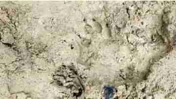 Lalgarh Tiger Panic: লালগড়ে তাড়া করে ফিরছে অজানা পশুর আতঙ্ক, ভয়ে ঘরবন্দি গ্রামবাসীরা