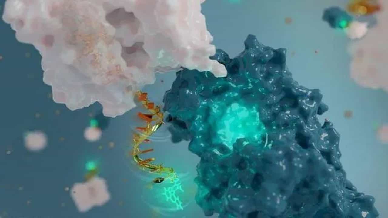 World's Smallest Antenna: DNA ব্যবহার করে বিশ্বের সবথেকে ছোট অ্যান্টেনা বানালেন বিজ্ঞানীরা, চুলের থেকেও ২০,০০০ গুণ ছোট! World's Smallest Antenna: DNA ব্যবহার করে বিশ্বের সবথেকে ছোট অ্যান্টেনা বানালেন বিজ্ঞানীরা, চুলের থেকেও ২০,০০০ গুণ ছোট!