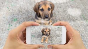 Dog Finding App: নাকের ছাপ দেখে হারিয়ে যাওয়া কুকুরছানা চিনবে স্যামসাংয়ের এই অ্যাপ