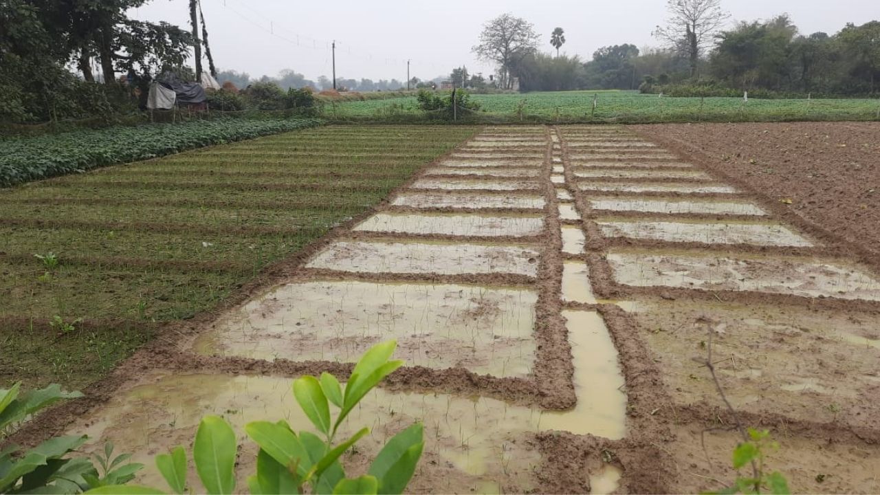 potato Farming: টানা বৃষ্টি থেকে কবে মিলবে পরিত্রাণ? চাষের ক্ষতিতে প্রমাদ গুণছেন কৃষকরা