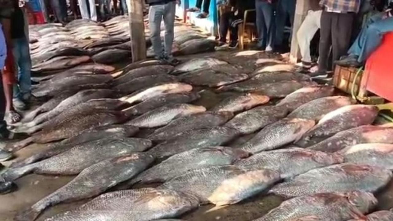 আবারও দিঘা মোহোনায় ধরা পড়ল পেল্লাই আকৃতির ভোলা। বহুমূল্য বান তেলিয়া ভোলার দেখা মিলছে শনিবার। একটি ট্রলার থেকে এই তেলিয়া ভোলা উঠেছে। মাছগুলিকে নিয়ে যাওয়া হয়েছে মাছের আড়তে। 