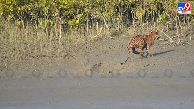 Sundarban Royal Bengal Tiger: ক্যামেরাবন্দি দক্ষিণ রায়, সুন্দরবনে শেষ আদমসুমারি