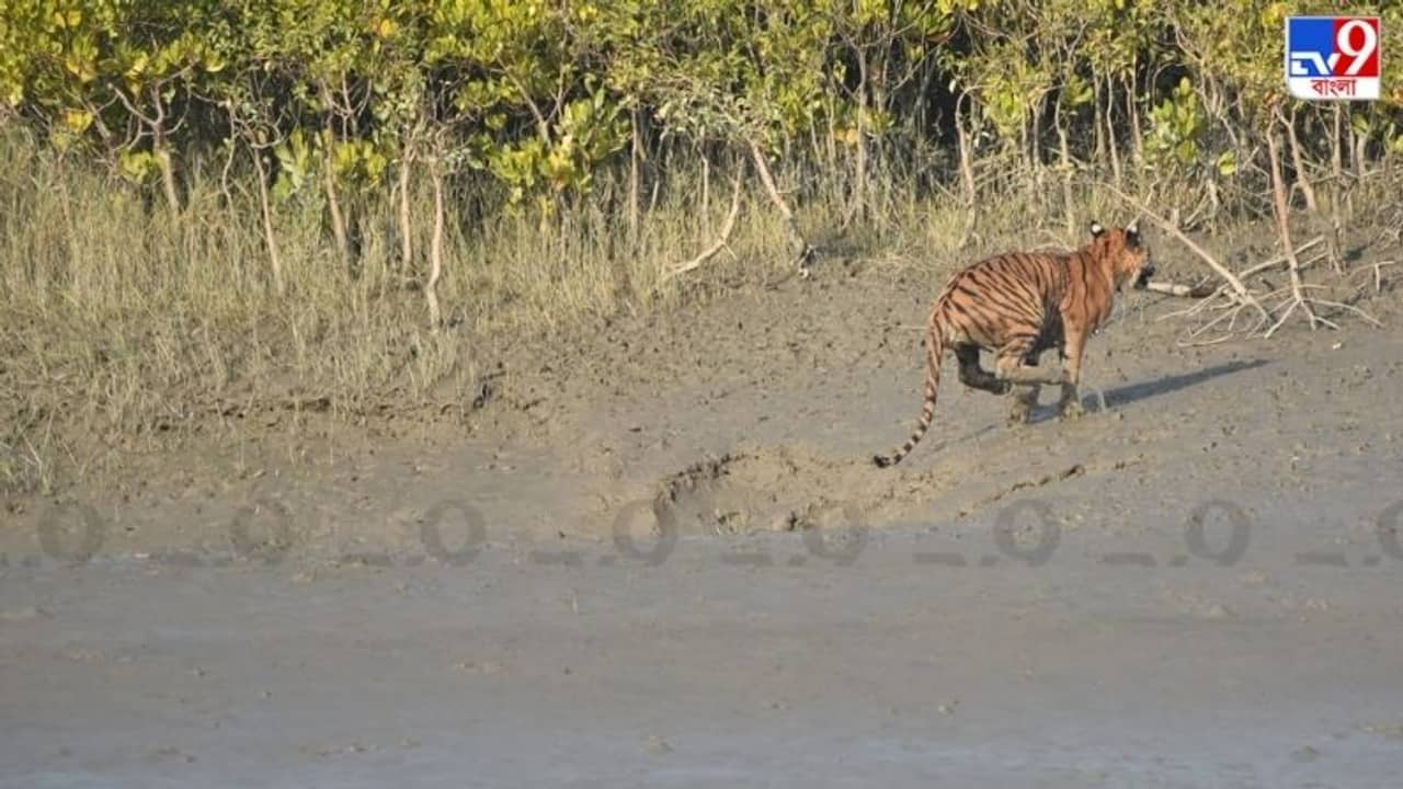 Sundarban Royal Bengal Tiger: ক্যামেরাবন্দি দক্ষিণ রায়, সুন্দরবনে শেষ আদমসুমারি