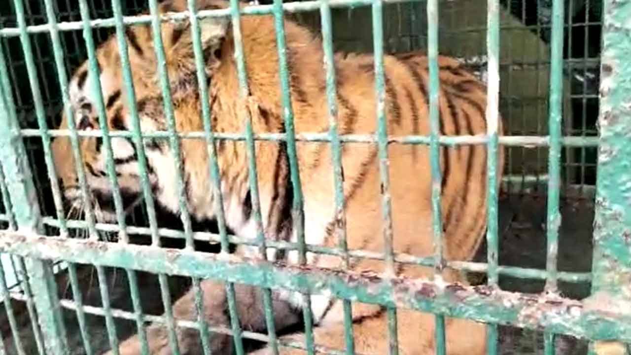 Sundarbans Tiger: বৃদ্ধ হয়েছে, ক্ষমতা হারিয়েছে শিকারের! খাঁচাবন্দি হওয়ার পর বাঘের গর্জন ব্যক্ত করছে অনেক কিছুই...