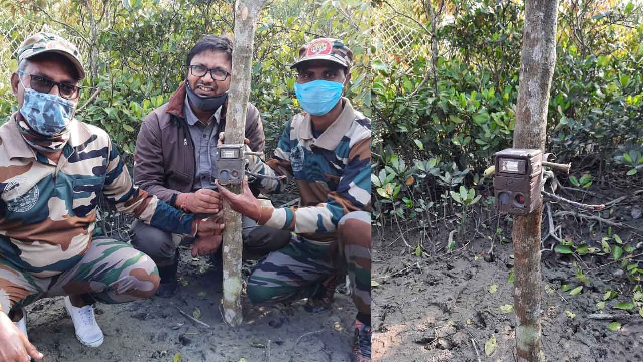 Sundarbans Tiger Census: দেরিতে হলেও শুরু হল সুন্দরবনের বাঘ গণনার কাজ