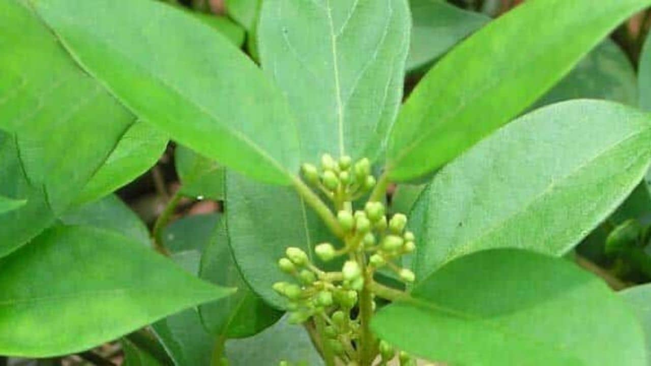 Diabetes: এই আয়ুর্বেদিক ভেষজ খেলে কমতে পারে রক্তে শর্করার মাত্রা! নতুন তথ্য প্রকাশ গবেষণায়