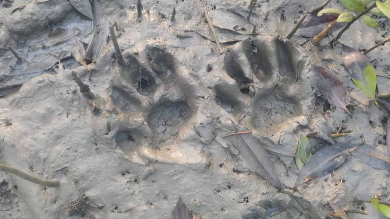 Sundarban Royal Bengal Tiger: সে যে চমকে বেড়ায়, দৃষ্টি এড়ায়...৪৮ ঘণ্টা পেরলেও খাঁচায় ধরা দিল না পাঁকাল বাঘ!
