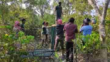 Sundarbans Royal Bengal Tiger: ডোরাকাটার ডেরায় ফাঁদ পাতে কীভাবে? জানুন সুন্দরবনের রাজা খাচাবন্দির রোমহর্ষক কৌশল