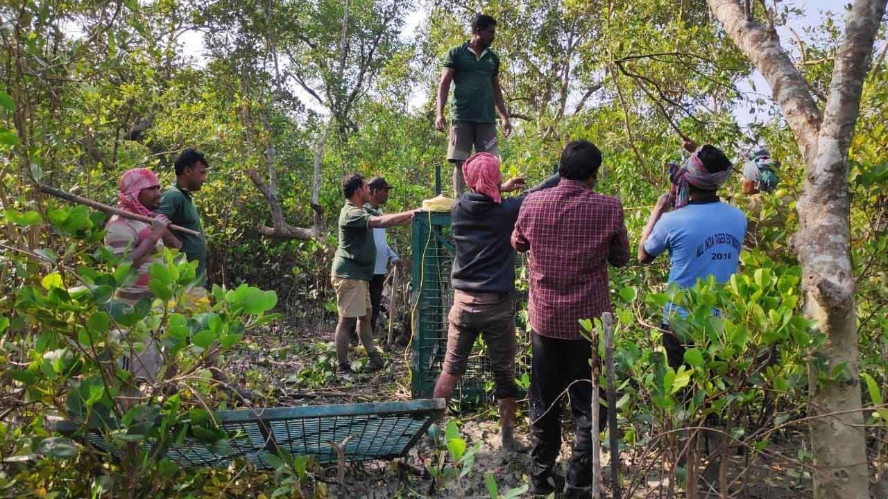 Sundarbans Royal Bengal Tiger: ডোরাকাটার ডেরায় ফাঁদ পাতে কীভাবে? জানুন 'সুন্দরবনের রাজা' খাচাবন্দির রোমহর্ষক কৌশল