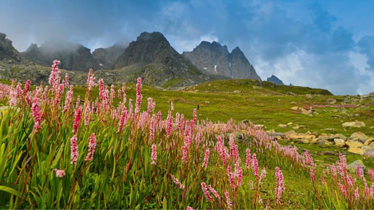Nanda Devi National Park: বসন্তে কেমন দেখায় ফুলের উপত্যকাকে? জোশীমঠ থেকে ট্রেক করে আসুন নন্দাদেবী ন্যাশানাল পার্কে