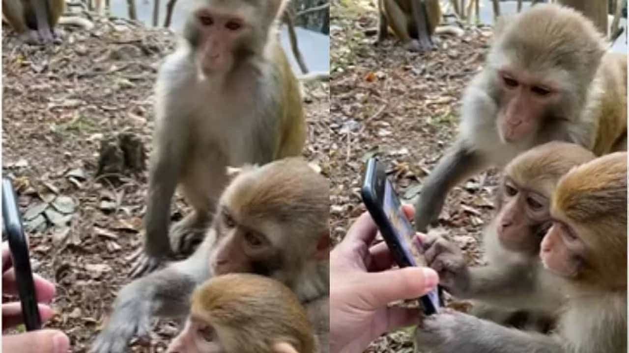 Viral Video: বন্ধুদের স্মার্টফোনে দেখে অবাক বাঁদরের দল! মজাদার ভিডিয়োটি একবার দেখুন